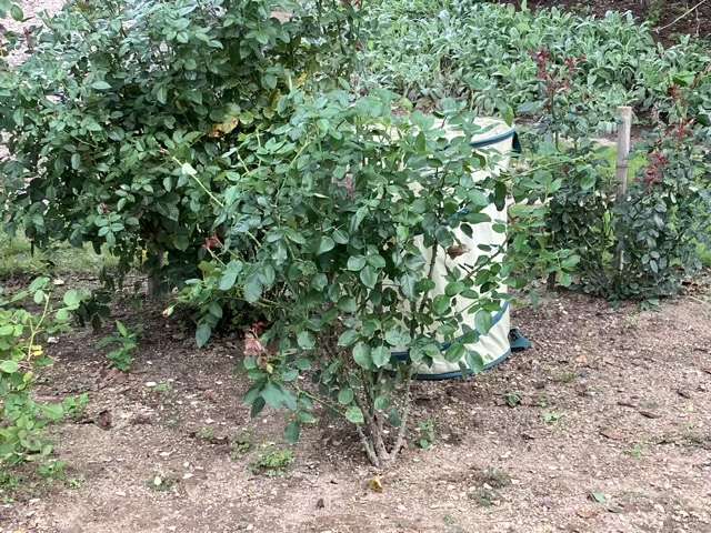 花後剪定後のシャンパーニュ