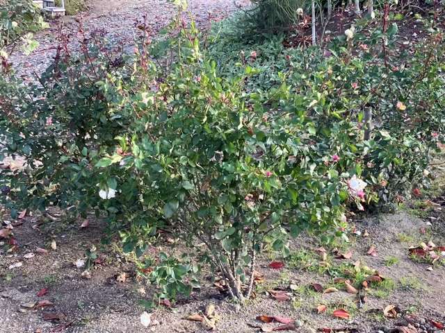 晩秋のシャンパーニュ