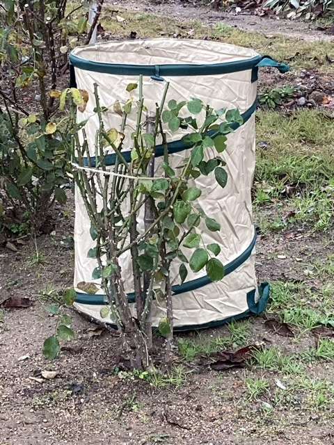 雪囲いしたシャンパーニュ