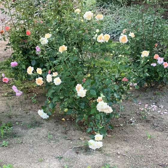 夏のシャンパーニュ