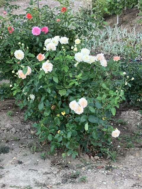 夏のシャンパーニュとアルゴノーツ