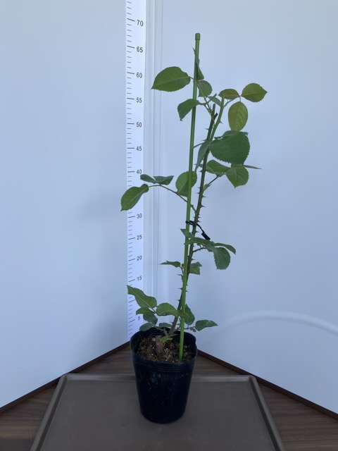 シュヴァリエ購入品