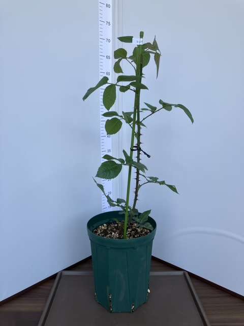 6号鉢へ鉢増し後のシュヴァリエ