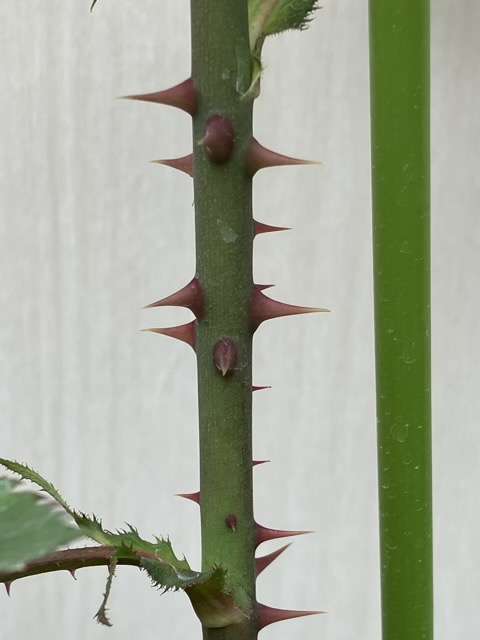 シュヴァリエのトゲ