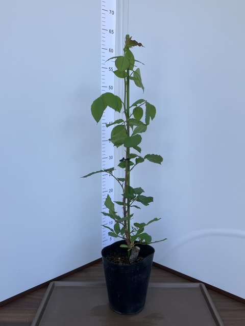 コリンクレイヴン購入品