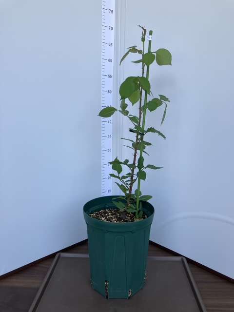 6号鉢へ鉢増し後のコリンクレイヴン