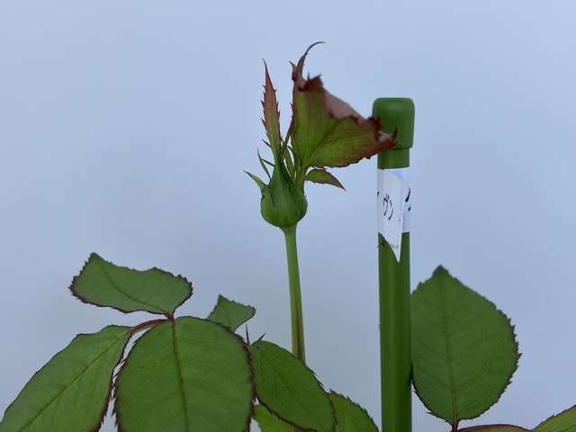 ソフトピンチ前のコリンクレイヴン