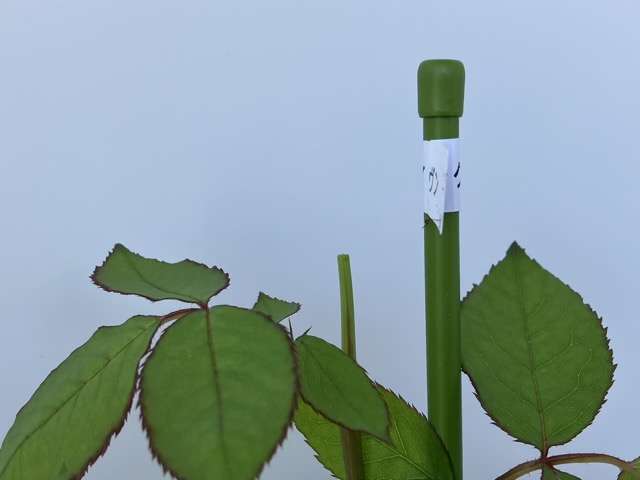 ソフトピンチ後のコリンクレイヴン