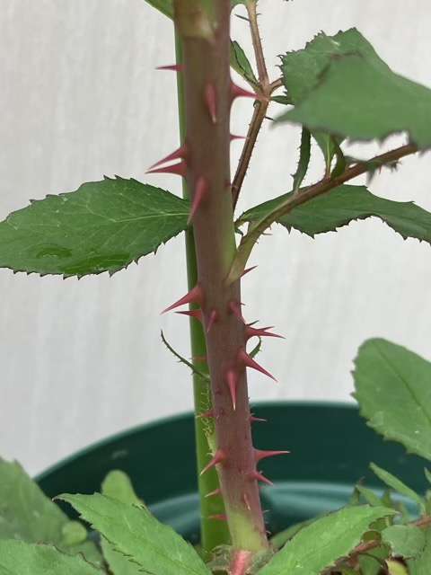 コリンクレイヴンのトゲ