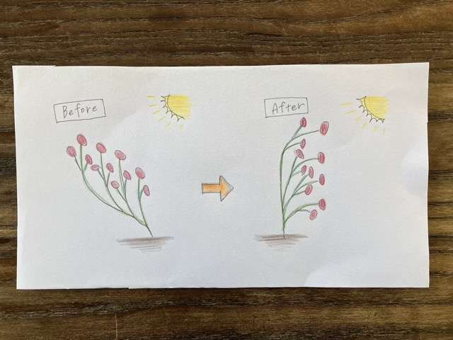 シラノドベルジュラック