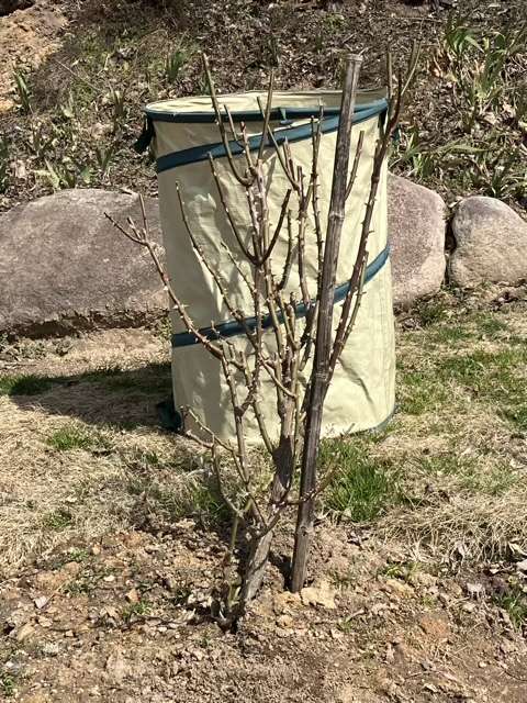 冬剪定後のシラノドベルジュラック