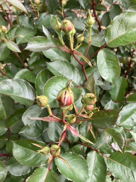 春のシラノドベルジュラックのつぼみ