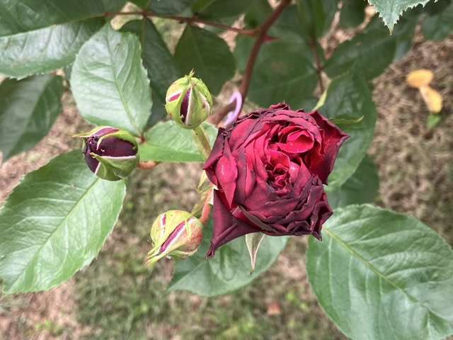 春のシラノドベルジュラックのつぼみ