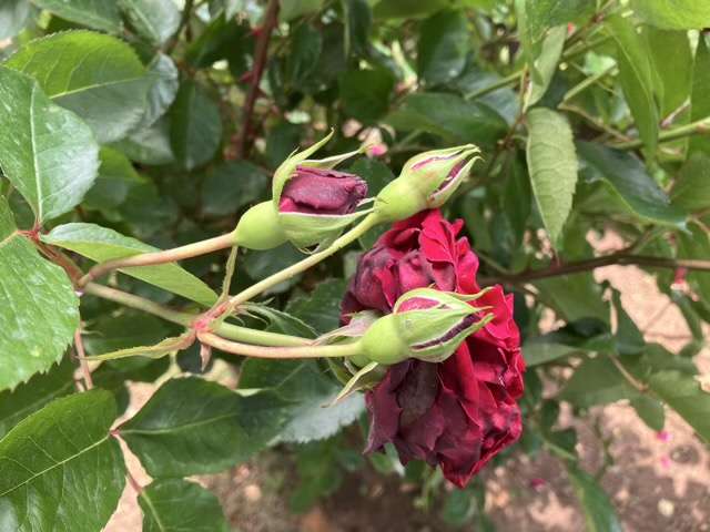 春のシラノドベルジュラック