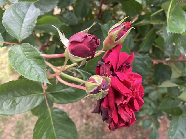 春のシラノドベルジュラック