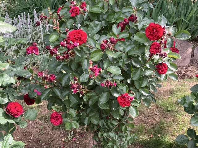 春のシラノドベルジュラック