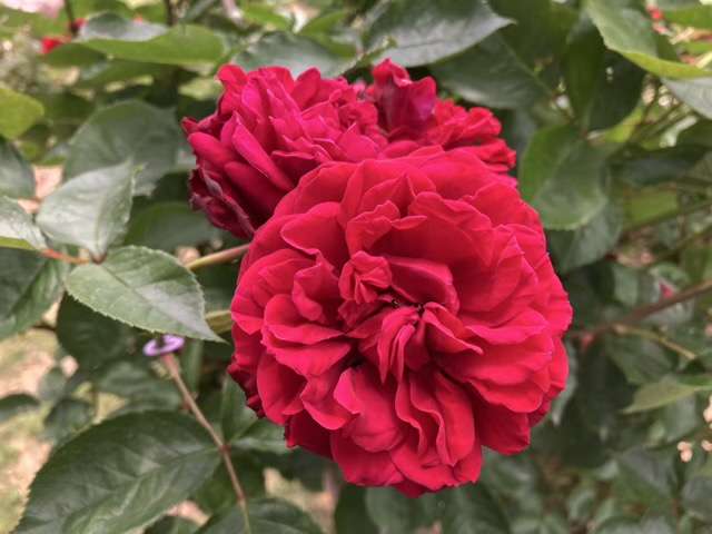 春のシラノドベルジュラック