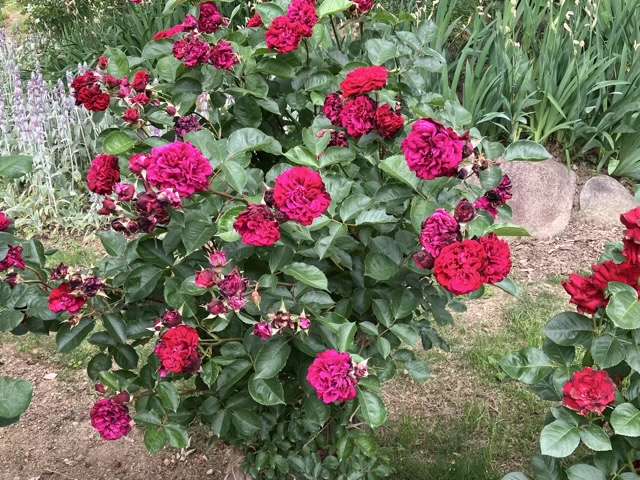 春のシラノドベルジュラック