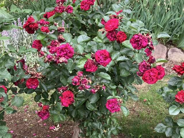 花後剪定前のシラノドベルジュラック