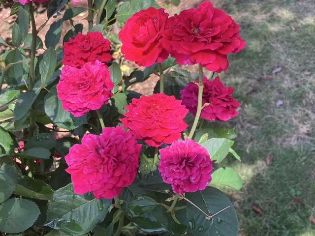 夏のシラノドベルジュラック