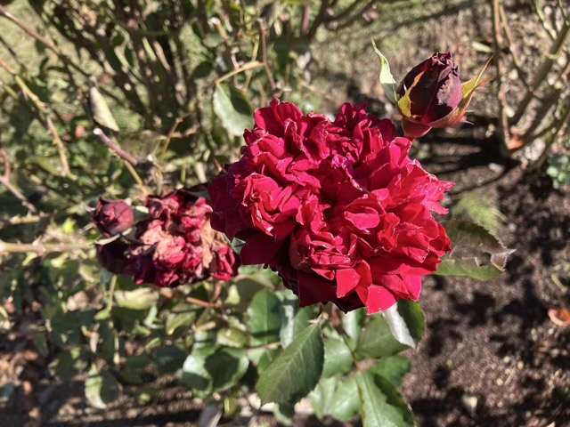 晩秋のシラノドベルジュラック