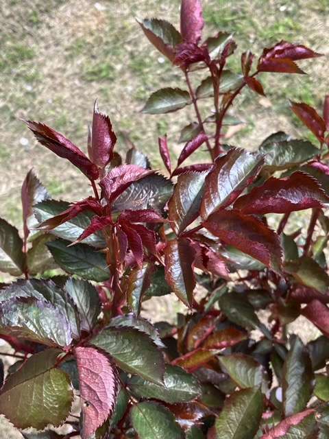 春のシラノドベルジュラックの新芽