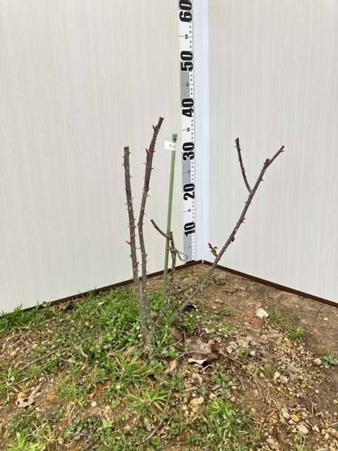 冬剪定後のダナヒュー