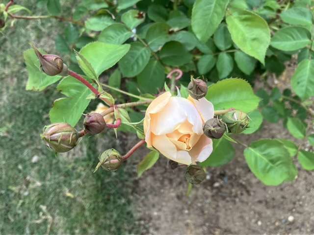 春のダナヒュー