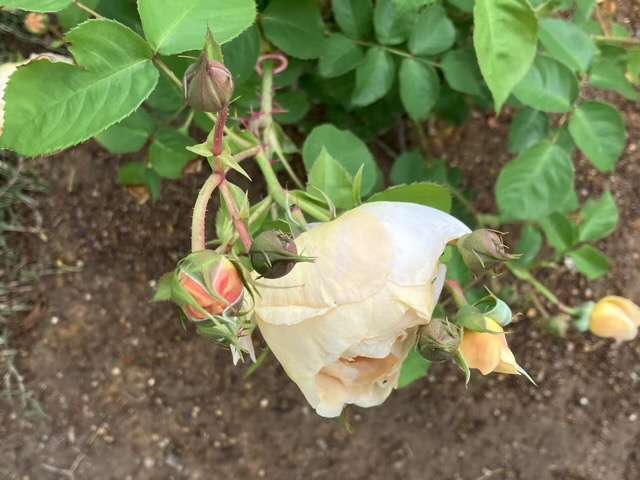 春のダナヒュー