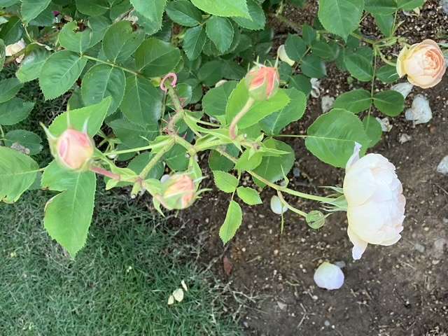 春のダナヒュー