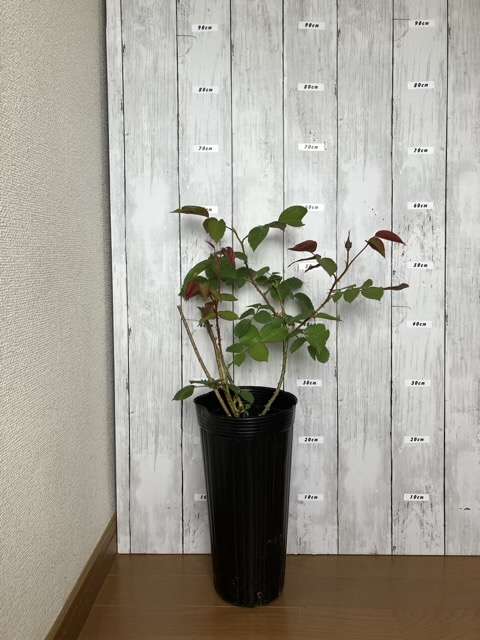 剪定前のダナヒュー