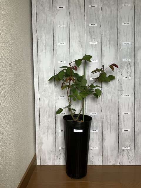 剪定後のダナヒュー