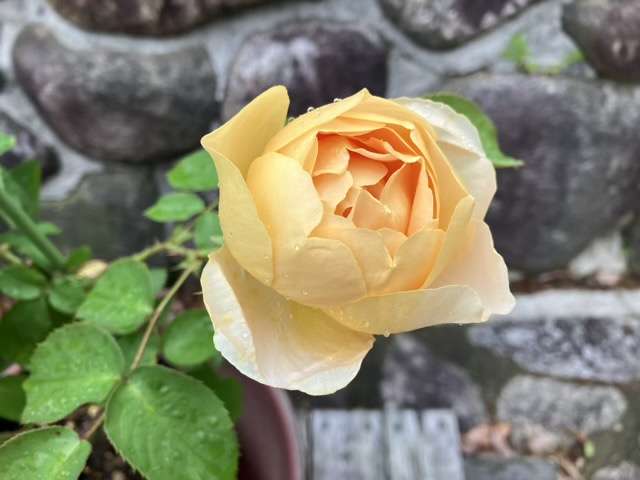 春のダナヒュー