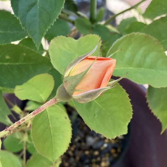 春のダナヒュー