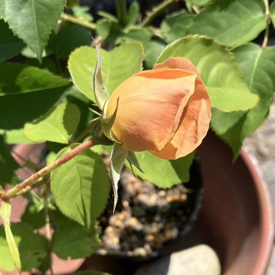 春のダナヒュー