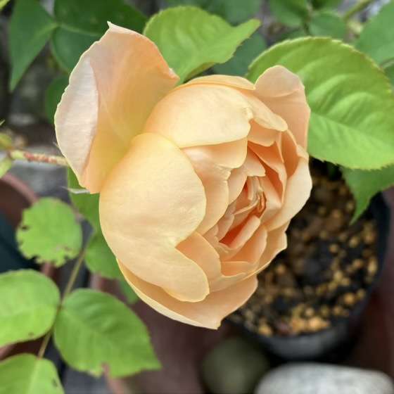 春のダナヒュー