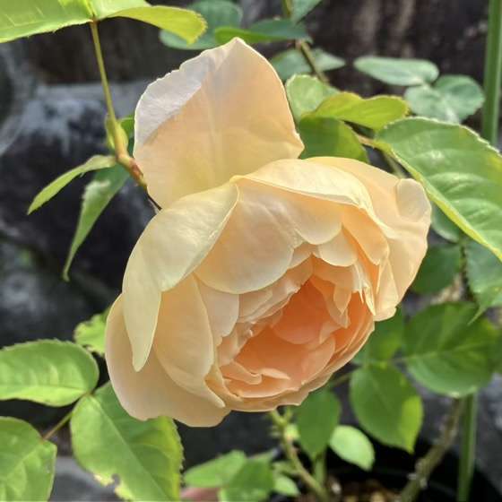 春のダナヒュー