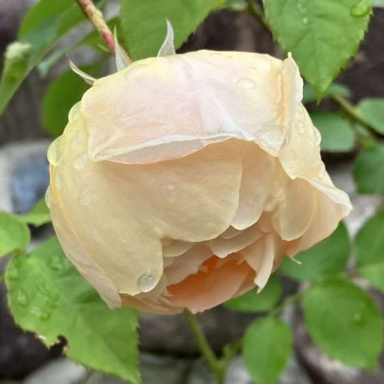 春のダナヒュー