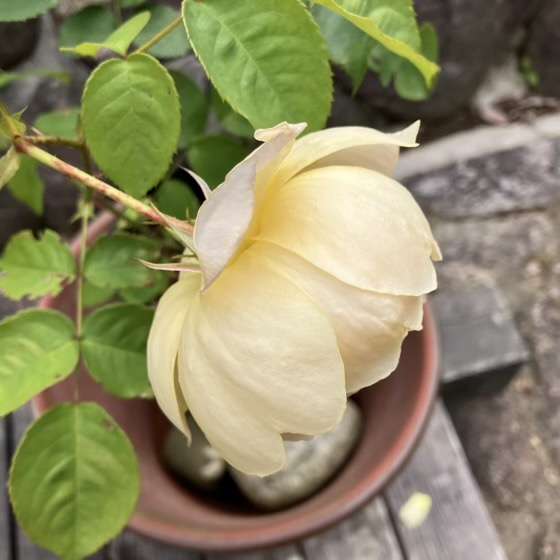 春のダナヒュー