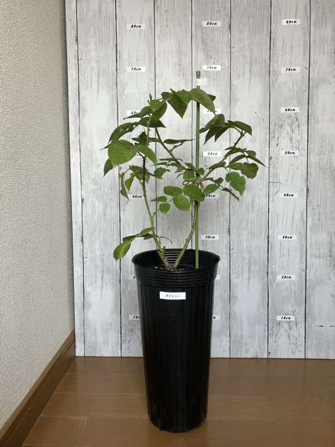 花後剪定後のダナヒュー