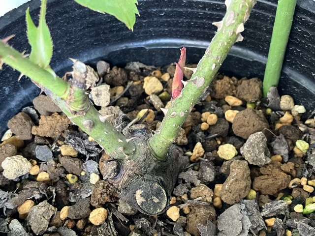 ダナヒューのベーサルシュート