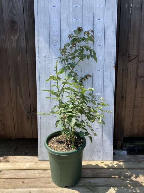 夏剪定前のダナヒュー