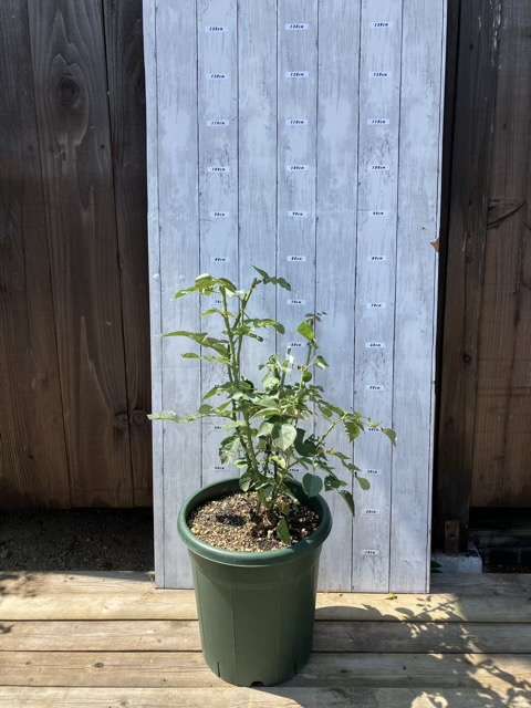 夏剪定後のダナヒュー