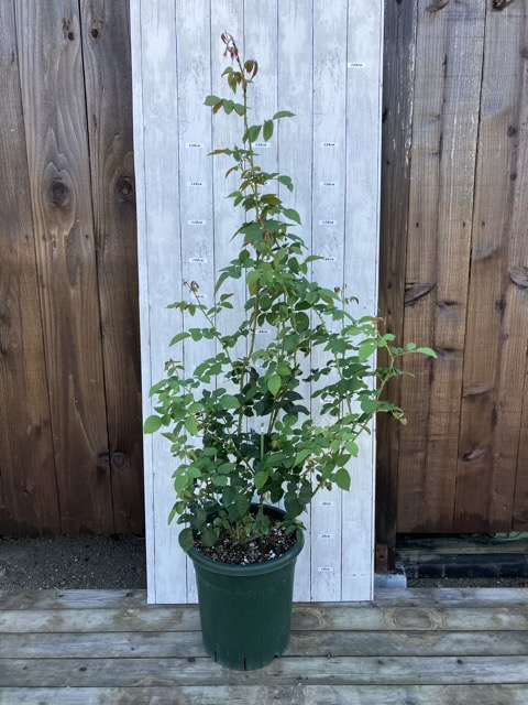 秋のダナヒュー