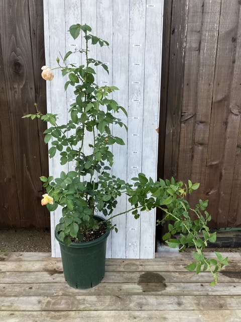 秋のダナヒュー