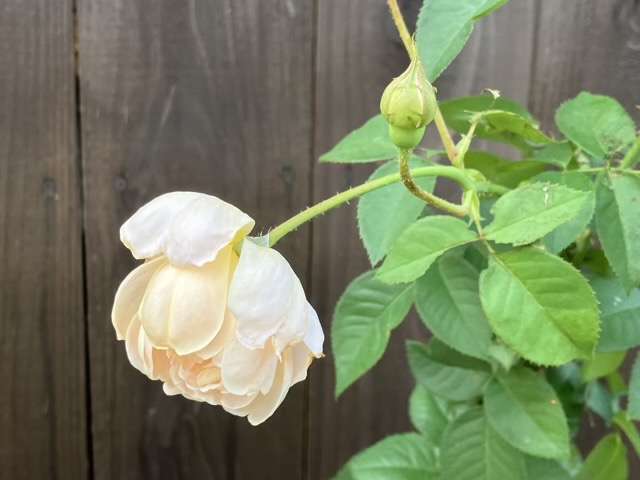 秋のダナヒュー