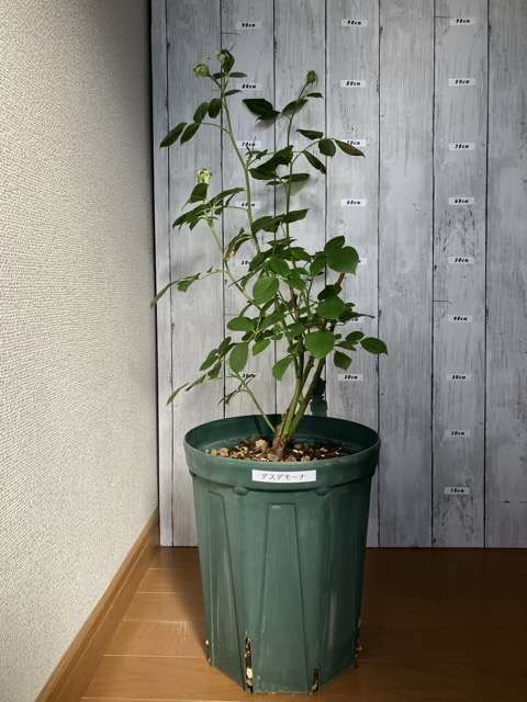 剪定前のデスデモーナ