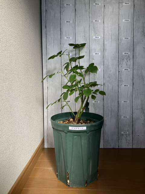 剪定後のデスデモーナ