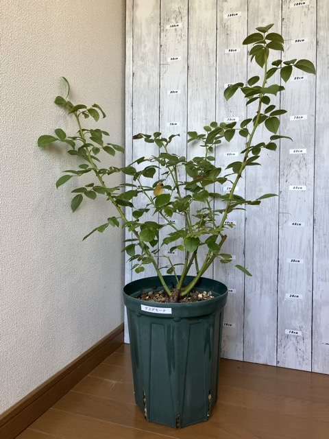 夏剪定前のデスデモーナ