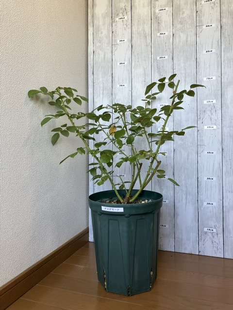 夏剪定後のデスデモーナ